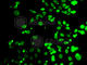 Pre-mRNA 3 -end-processing factor FIP1 antibody, A7138, ABclonal Technology, Immunofluorescence image 