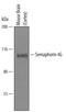 Semaphorin 4G antibody, AF6504, R&D Systems, Western Blot image 