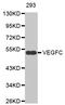 Vascular Endothelial Growth Factor C antibody, abx000708, Abbexa, Western Blot image 
