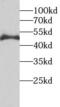 TEA Domain Transcription Factor 3 antibody, FNab08583, FineTest, Western Blot image 