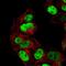 Pw1 antibody, PA5-55282, Invitrogen Antibodies, Immunofluorescence image 