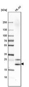 Serglycin antibody, NBP1-80886, Novus Biologicals, Western Blot image 