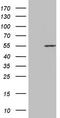 Protein Phosphatase 1 Regulatory Subunit 36 antibody, LS-C798691, Lifespan Biosciences, Western Blot image 