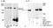 Rho Associated Coiled-Coil Containing Protein Kinase 2 antibody, A300-047A, Bethyl Labs, Western Blot image 