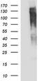 Rap Guanine Nucleotide Exchange Factor 1 antibody, CF506854, Origene, Western Blot image 