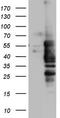 Nuclear Receptor Binding Factor 2 antibody, LS-C790142, Lifespan Biosciences, Western Blot image 