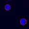 CD4 antibody, AF2410, R&D Systems, Western Blot image 