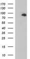 Junctophilin 2 antibody, LS-C788378, Lifespan Biosciences, Western Blot image 
