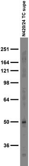 Excitatory amino acid transporter 3 antibody, 73-428, Antibodies Incorporated, Western Blot image 