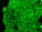 Potassium Calcium-Activated Channel Subfamily U Member 1 antibody, SMC-326D-BI, StressMarq, Immunofluorescence image 
