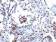 CD63 Molecule antibody, V3030IHC-7ML, NSJ Bioreagents, Immunohistochemistry frozen image 
