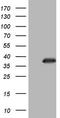 Homeobox protein Nkx-3.1 antibody, TA805248, Origene, Western Blot image 