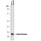 Ghrelin And Obestatin Prepropeptide antibody, AF8149, R&D Systems, Western Blot image 