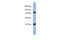 Protein argonaute-4 antibody, ARP58795_P050, Aviva Systems Biology, Western Blot image 