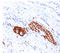 Neural Cell Adhesion Molecule 1 antibody, AM50240PU-T, Origene, Immunohistochemistry paraffin image 