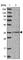 Sister chromatid cohesion protein DCC1 antibody, HPA023780, Atlas Antibodies, Western Blot image 