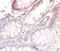 Vesicle-associated membrane protein 7 antibody, A54943-100, Epigentek, Immunohistochemistry paraffin image 