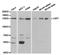 HAUSP antibody, TA327340, Origene, Western Blot image 