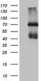 Interleukin-2 receptor subunit beta antibody, CF812261, Origene, Western Blot image 