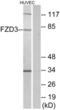 Frizzled Class Receptor 3 antibody, abx015283, Abbexa, Western Blot image 