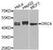 Origin Recognition Complex Subunit 4 antibody, A7705, ABclonal Technology, Western Blot image 