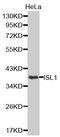 ISL LIM Homeobox 1 antibody, MBS129000, MyBioSource, Western Blot image 