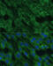 Histidine Ammonia-Lyase antibody, 14-749, ProSci, Immunofluorescence image 