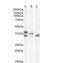 Renalase, FAD Dependent Amine Oxidase antibody, NB100-1493, Novus Biologicals, Western Blot image 