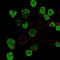 BLK Proto-Oncogene, Src Family Tyrosine Kinase antibody, HPA069571, Atlas Antibodies, Immunofluorescence image 