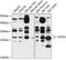 Josephin Domain Containing 1 antibody, 13-640, ProSci, Western Blot image 