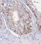 Chromosome 12 Open Reading Frame 60 antibody, NBP1-91714, Novus Biologicals, Immunohistochemistry frozen image 