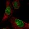 KIAA1586 antibody, HPA036370, Atlas Antibodies, Immunofluorescence image 