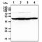 Cyclin H antibody, GTX57623, GeneTex, Western Blot image 
