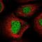 F-Box Protein 33 antibody, NBP1-91890, Novus Biologicals, Immunofluorescence image 