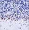 EK8 antibody, LS-C164375, Lifespan Biosciences, Immunohistochemistry paraffin image 