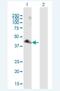 PARD6A antibody, H00050855-B01P-50ug, Novus Biologicals, Western Blot image 