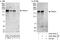 Transcriptional Repressor GATA Binding 1 antibody, A303-564A, Bethyl Labs, Western Blot image 