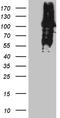 MutL Homolog 1 antibody, CF811846, Origene, Western Blot image 