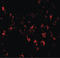 Sialic Acid Binding Ig Like Lectin 11 antibody, LS-C108509, Lifespan Biosciences, Immunofluorescence image 