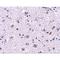 Cerebral Dopamine Neurotrophic Factor antibody, LS-C34749, Lifespan Biosciences, Immunohistochemistry frozen image 