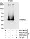 Nucleophosmin 1 antibody, A302-404A, Bethyl Labs, Immunoprecipitation image 