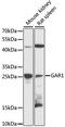 H/ACA ribonucleoprotein complex subunit 1 antibody, LS-C747826, Lifespan Biosciences, Western Blot image 