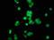 7-alpha-hydroxycholest-4-en-3-one 12-alpha-hydroxylase antibody, LS-C675073, Lifespan Biosciences, Immunofluorescence image 