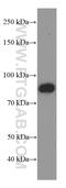 Forkhead Box O3 antibody, 66428-1-Ig, Proteintech Group, Western Blot image 