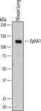 EPH Receptor A1 antibody, AF3034, R&D Systems, Western Blot image 