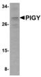 Phosphatidylinositol Glycan Anchor Biosynthesis Class Y antibody, LS-C82892, Lifespan Biosciences, Western Blot image 