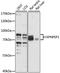 Aminoacylproline aminopeptidase antibody, LS-C750296, Lifespan Biosciences, Western Blot image 