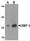 X-Box Binding Protein 1 antibody, PM-4937, ProSci Inc, Western Blot image 