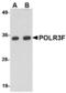DNA-directed RNA polymerase III subunit RPC6 antibody, LS-B4985, Lifespan Biosciences, Western Blot image 