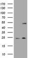 K20 antibody, TA800722AM, Origene, Western Blot image 